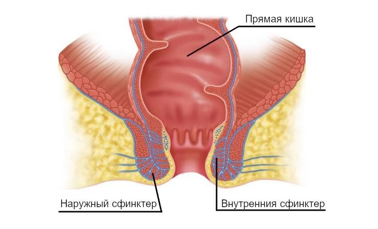 анус